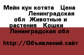 Мейн кун котята › Цена ­ 12 000 - Ленинградская обл. Животные и растения » Кошки   . Ленинградская обл.